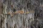 Autumn colors on Caddo Lake, Texas. Worlds largest bald cypress forest. Art Print